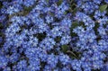 Blue forget me not flowers Royalty Free Stock Photo