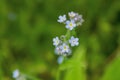 Blue forget me not flowers blooming on green background Forget-me-nots, Myosotis sylvatica, Myosotis scorpioides . Spring blossom Royalty Free Stock Photo