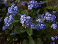 Blue forget me not flowers blooming on green background Forget-me-nots, Myosotis sylvatica, Myosotis scorpioides . Spring blossom