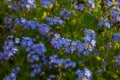 Blue Forget me not Flowers Blooming on green background Forget-me-nots, Myosotis sylvatica, Myosotis scorpioides Royalty Free Stock Photo