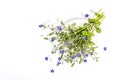 Blue forget me not flowers bouquet on trendy stand isolated on white background. Springtime concept Royalty Free Stock Photo