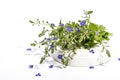 Blue forget me not flowers bouquet on trendy stand isolated on white background. Springtime concept Royalty Free Stock Photo