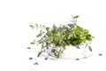 Blue forget me not flowers bouquet on trendy stand isolated on white background. Springtime concept Royalty Free Stock Photo