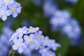 Blue forget-me-not flowers close up, soft selective focus. Royalty Free Stock Photo