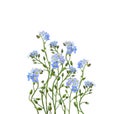 Blue forget-me-not flowers in a floral arrangement isolated on white background