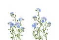 Blue forget-me-not flowers in a floral arrangements isolated on white background