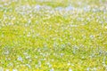 Blue Forget-Me-Not flowers in the meadow on nature on the green background. Floral summer spring flower background. Royalty Free Stock Photo