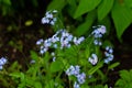 Blue forget-me-not flowers, myosotis against the background of green leaves Royalty Free Stock Photo