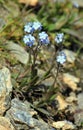 Blue forget-me-not flowers (Myosotis)