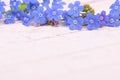 Blue forget me not flowers on top of the image on a pastel pink wooden background