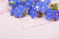 Blue forget me not flowers on the top right corner of the image on a pastel pink wooden background