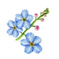 Blue forget-me-not flowers watercolor illustration. Hand drawn myosotis meadow herb botanical element. Royalty Free Stock Photo