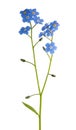 Blue forget-me-not isolated flowe Royalty Free Stock Photo