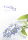 Blue forget-me-not on white Royalty Free Stock Photo