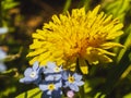 Blue forget-me-not and yellow dandelion flowers growing together like Ukrainian flag Royalty Free Stock Photo