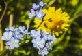 Blue forget-me-not and yellow dandelion flowers growing together like Ukrainian flag Royalty Free Stock Photo