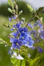 Blue forget-me-nots