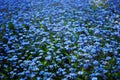 Blue forget-me-nots