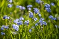 Blue forget-me-nots, bright green grass