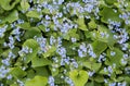 Blue forget-me-nots