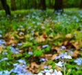 Forget-me-nots in the forest