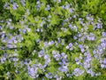 Blue forget-me-nots in the green grass