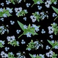 Blue forget-me-nots with rosettes of leaves on a black background.