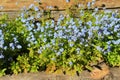 Blue forgetmenot flowers full of sunshine