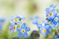 Blue forgetmenots Royalty Free Stock Photo