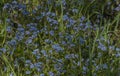 Blue Forgot me not flower with yellow dandelion in green grass