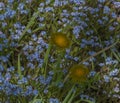 Blue Forgot me not flower with yellow dandelion in green grass