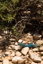 Blue Formentera Lizard Royalty Free Stock Photo