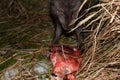 Blue foxes come at night to devour carcasses of seals