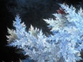 Blue fractal frost