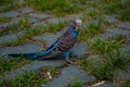 Parrot on the loose in china