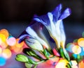 Blue freesias are creatively shot with blue lighting and bokeh in the background with soft focus