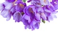 Blue freesias flowers border