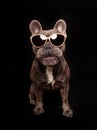 Blue French bulldog wearing Sunglasses