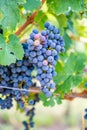 Blue fresh bunch of grapes hang on a vine plant in September before harvest Royalty Free Stock Photo