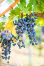 Blue fresh bunch of grapes hang on a vine plant in September before harvest Royalty Free Stock Photo