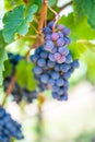 Blue fresh bunch of grapes hang on a vine plant in September before harvest Royalty Free Stock Photo