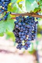 Blue fresh bunch of grapes hang on a vine plant in September before harvest Royalty Free Stock Photo