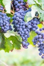 Blue fresh bunch of grapes hang on a vine plant in September before harvest Royalty Free Stock Photo