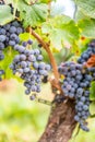 Blue fresh bunch of grapes hang on a vine plant in September before harvest Royalty Free Stock Photo