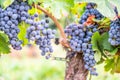 Blue fresh bunch of grapes hang on a vine plant in September before harvest Royalty Free Stock Photo