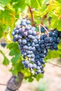 Blue fresh bunch of grapes hang on a vine plant in September before harvest Royalty Free Stock Photo