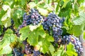 Blue fresh bunch of grapes hang on a vine plant in September before harvest Royalty Free Stock Photo