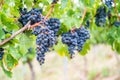 Blue fresh bunch of grapes hang on a vine plant in September before harvest Royalty Free Stock Photo