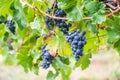 Blue fresh bunch of grapes hang on a vine plant in September before harvest Royalty Free Stock Photo