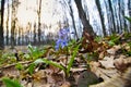 Blue fresh and cute flowers of squill Scilla bifolia L bloom in sunset sky of a spring awakening forest